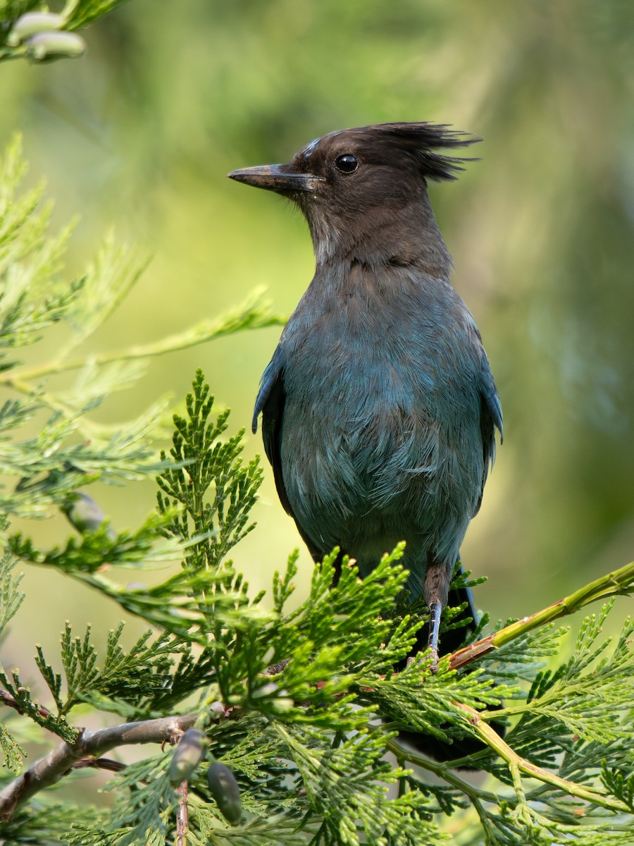 Steller's Jay - ML637344324