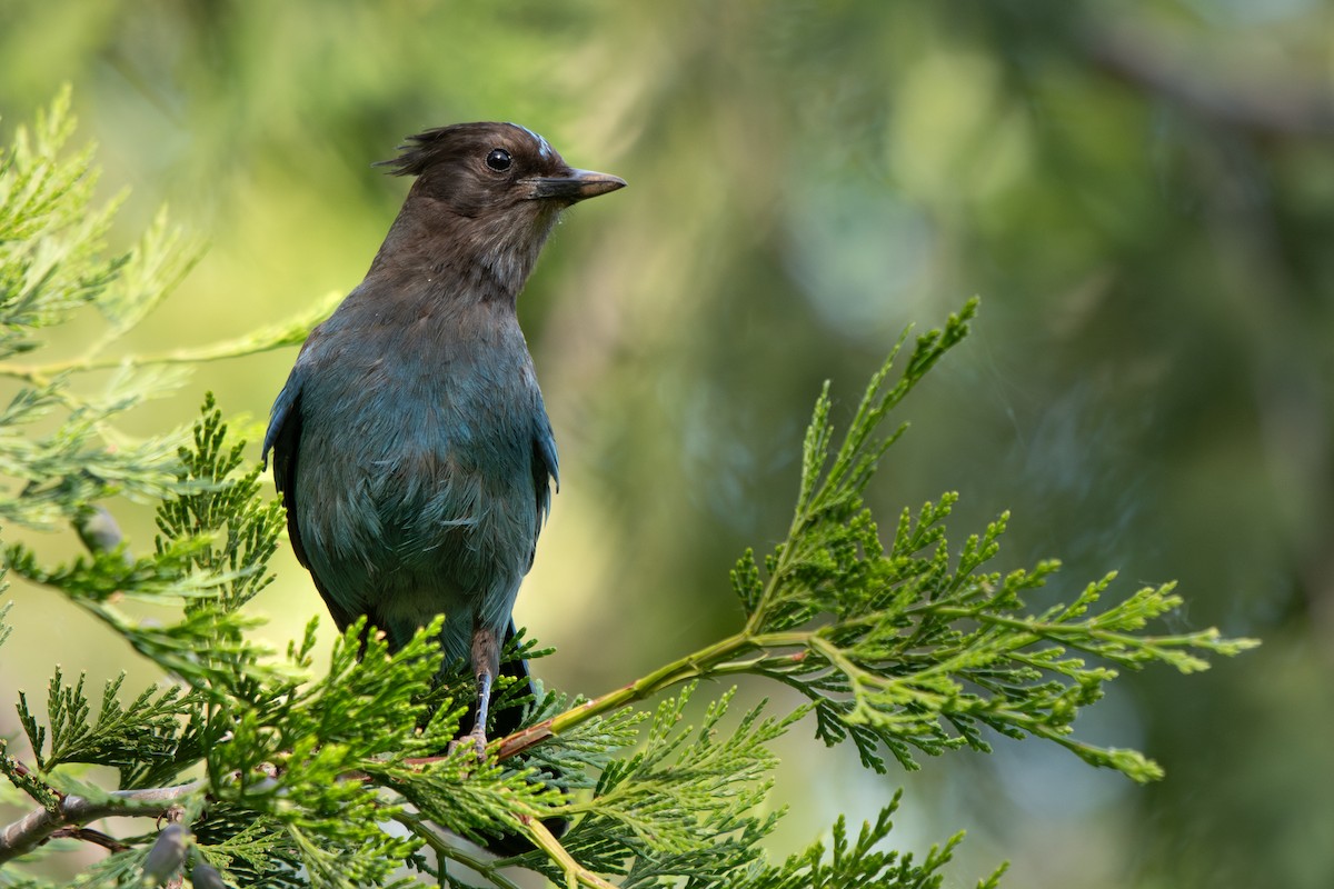 Steller's Jay - ML637344325