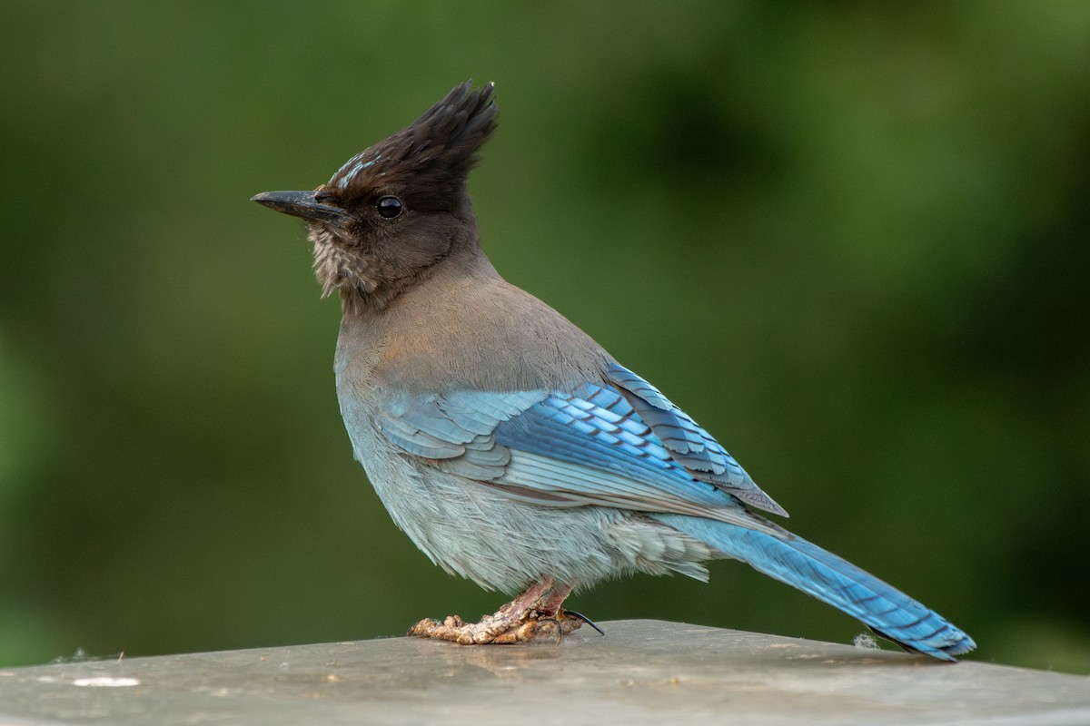 Steller's Jay - ML637344326