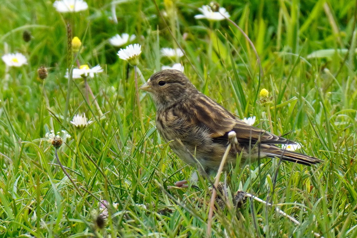 Twite - ML637344363