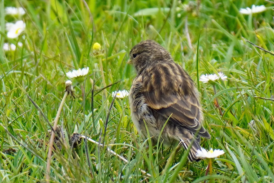 Twite - ML637344364