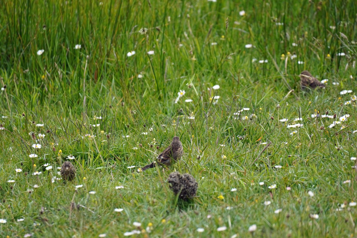 Twite - ML637344365
