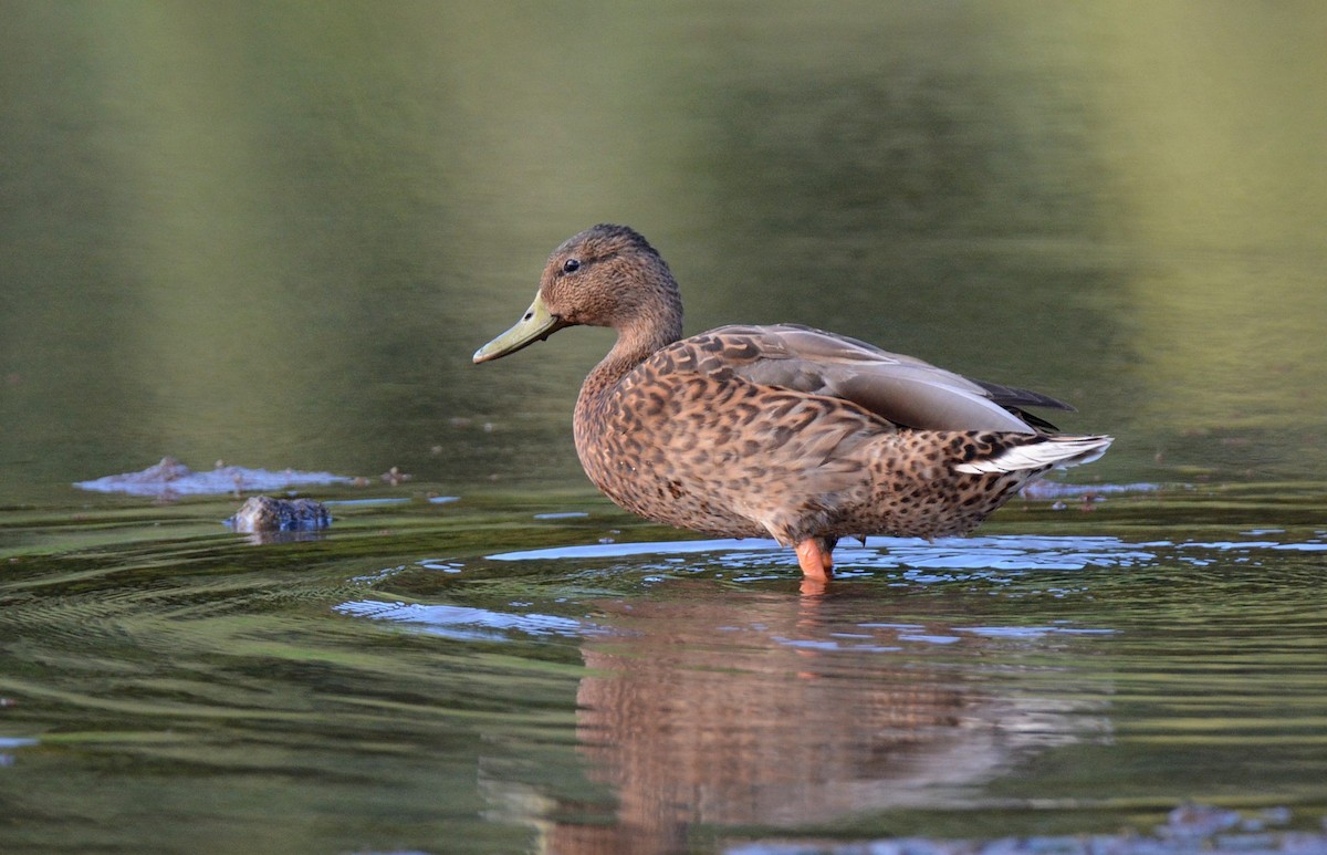 Hawaiian Duck - ML637344387