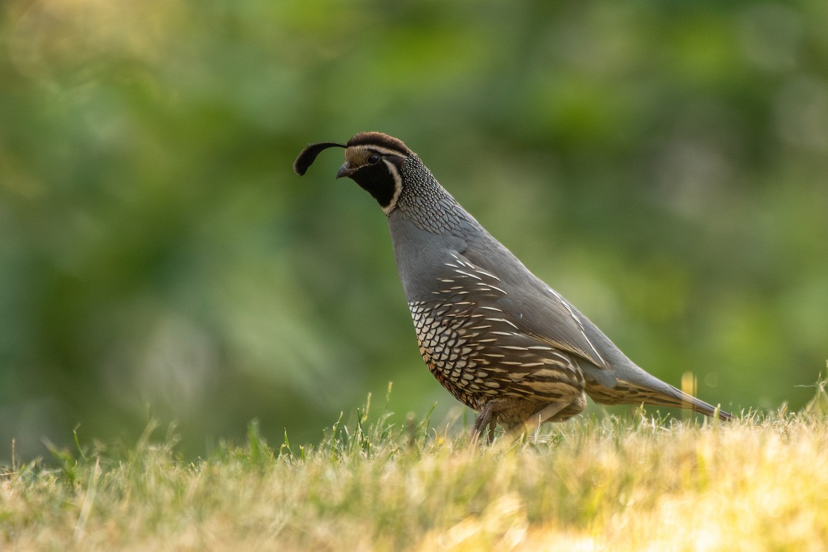 California Quail - ML637344425