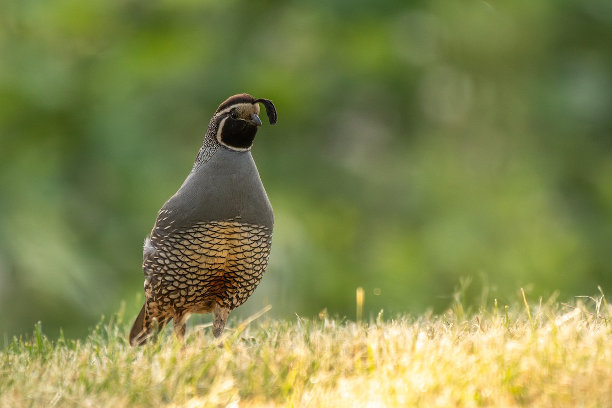 California Quail - ML637344426