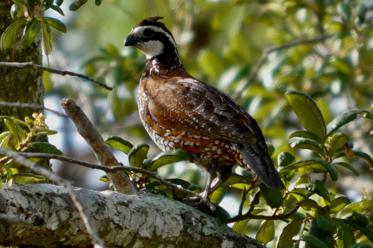 Northern Bobwhite - ML637344427