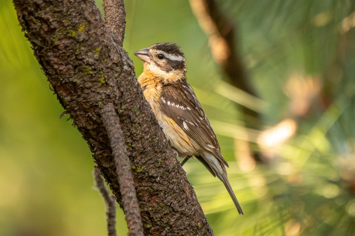 Black-headed Grosbeak - ML637344460