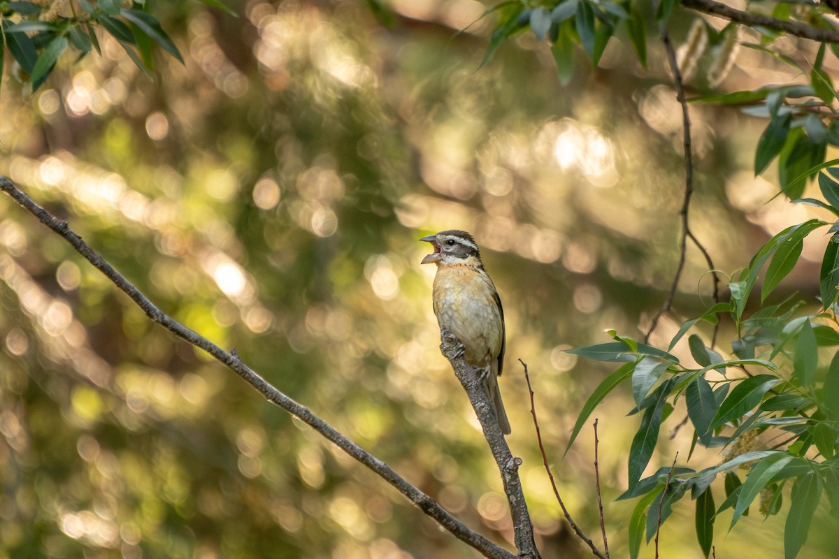 Black-headed Grosbeak - ML637344461