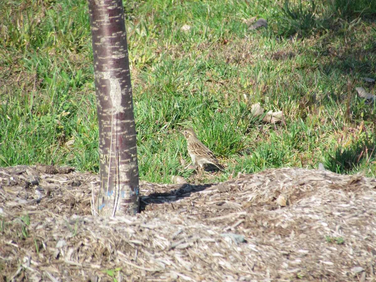 Vesper Sparrow - ML637344549