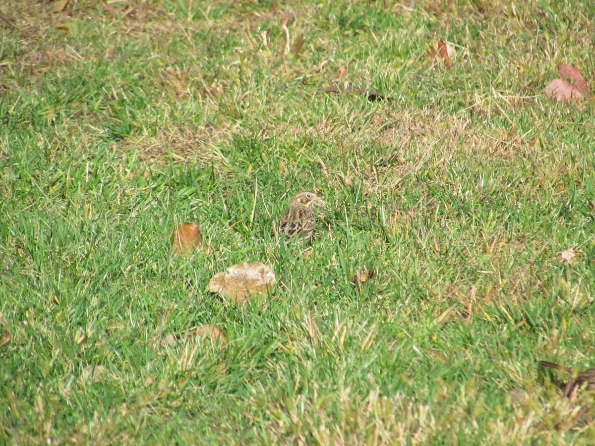 Vesper Sparrow - ML637344567