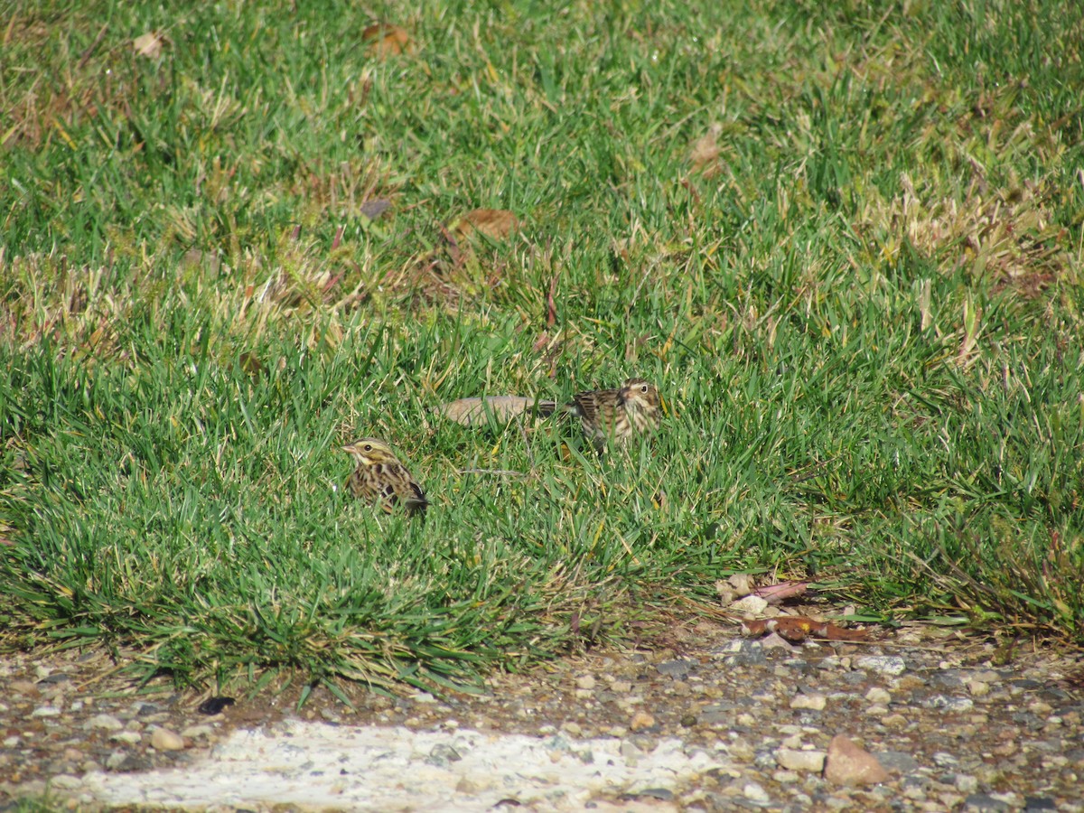 Savannah Sparrow - ML637344591