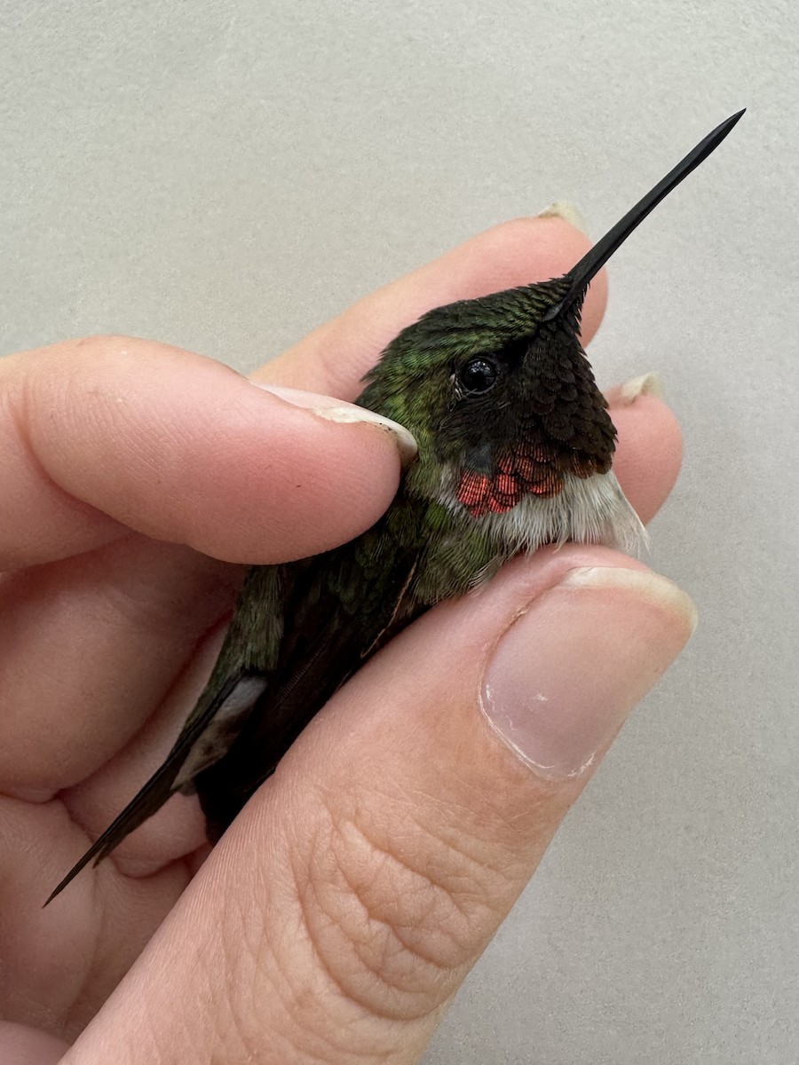 Ruby-throated Hummingbird - ML637344644