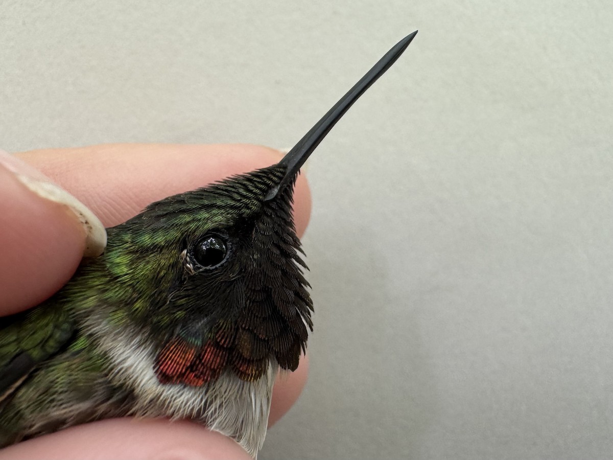 Ruby-throated Hummingbird - ML637344645