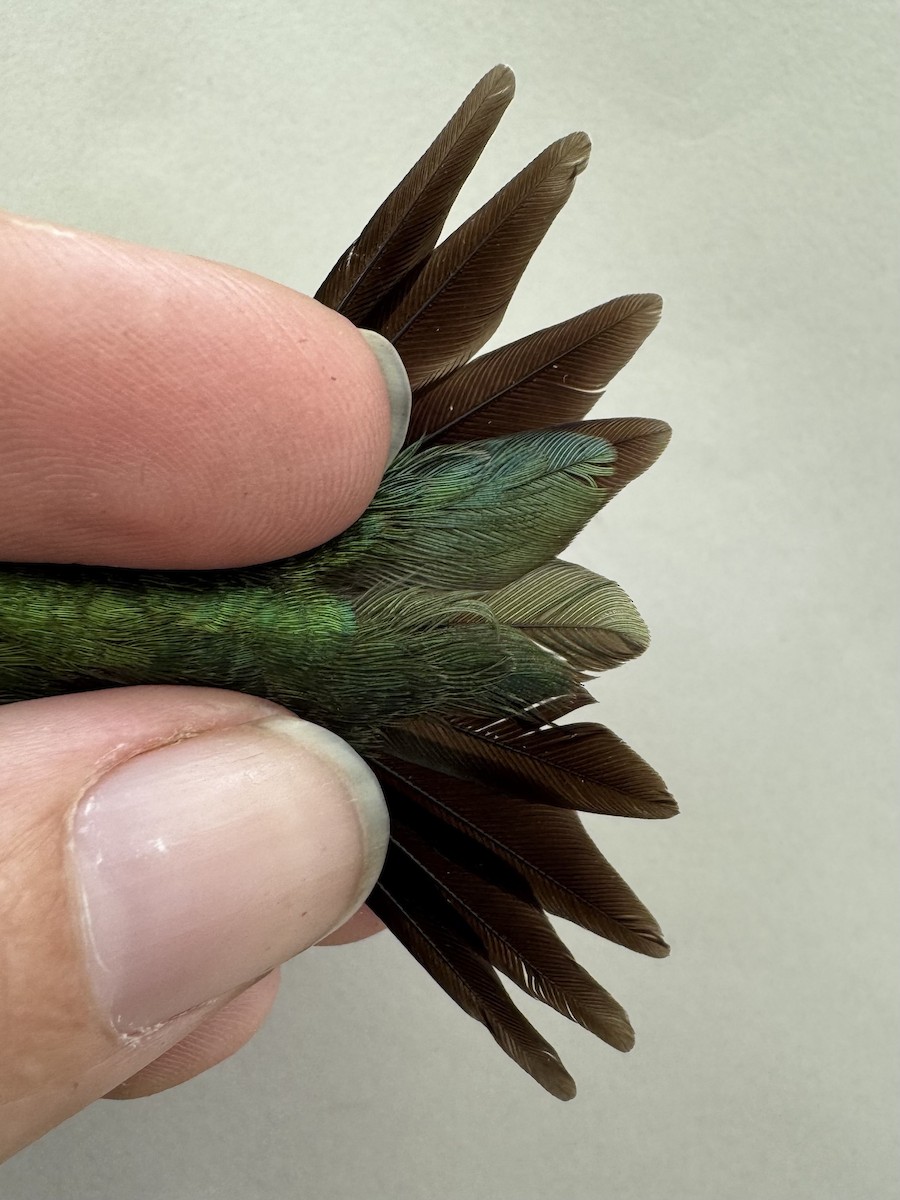 Ruby-throated Hummingbird - ML637344646