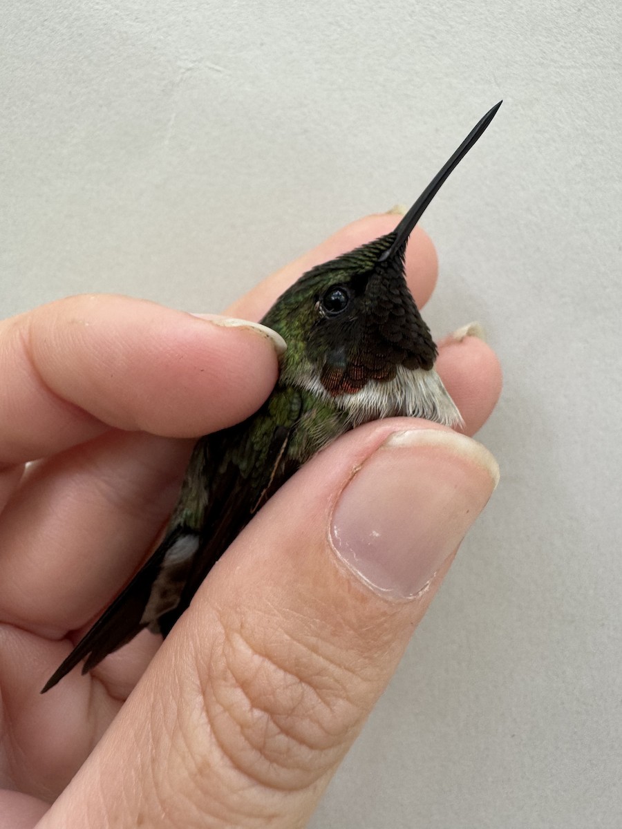 Ruby-throated Hummingbird - ML637344647