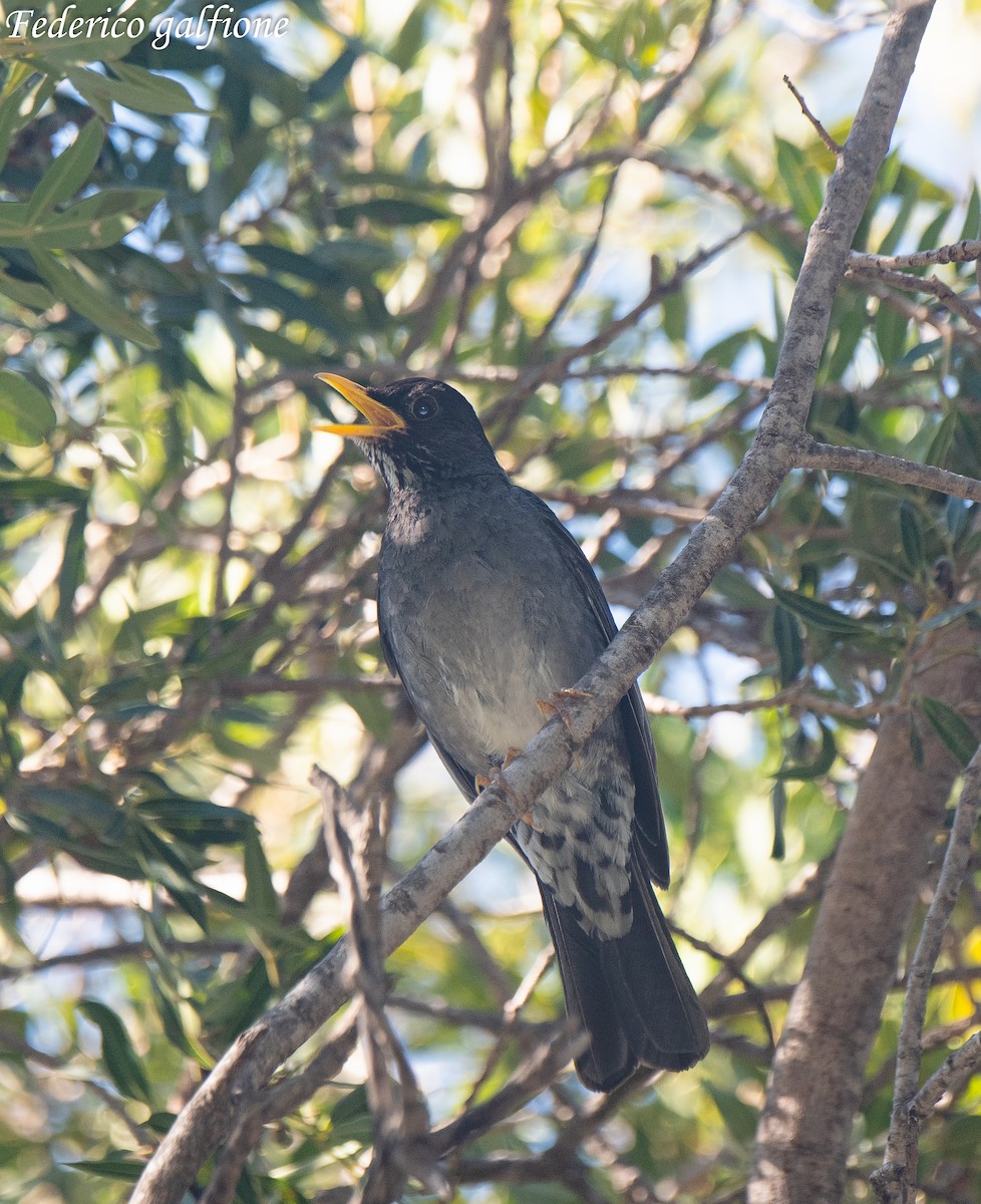 Andean Slaty Thrush - ML637344682