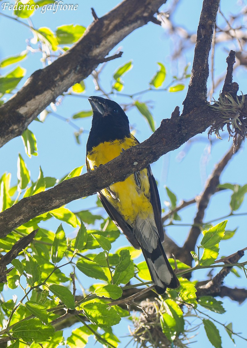 Black-backed Grosbeak - ML637344693