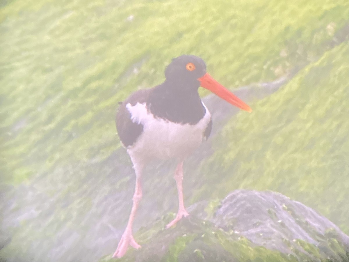 American Oystercatcher - ML637344770