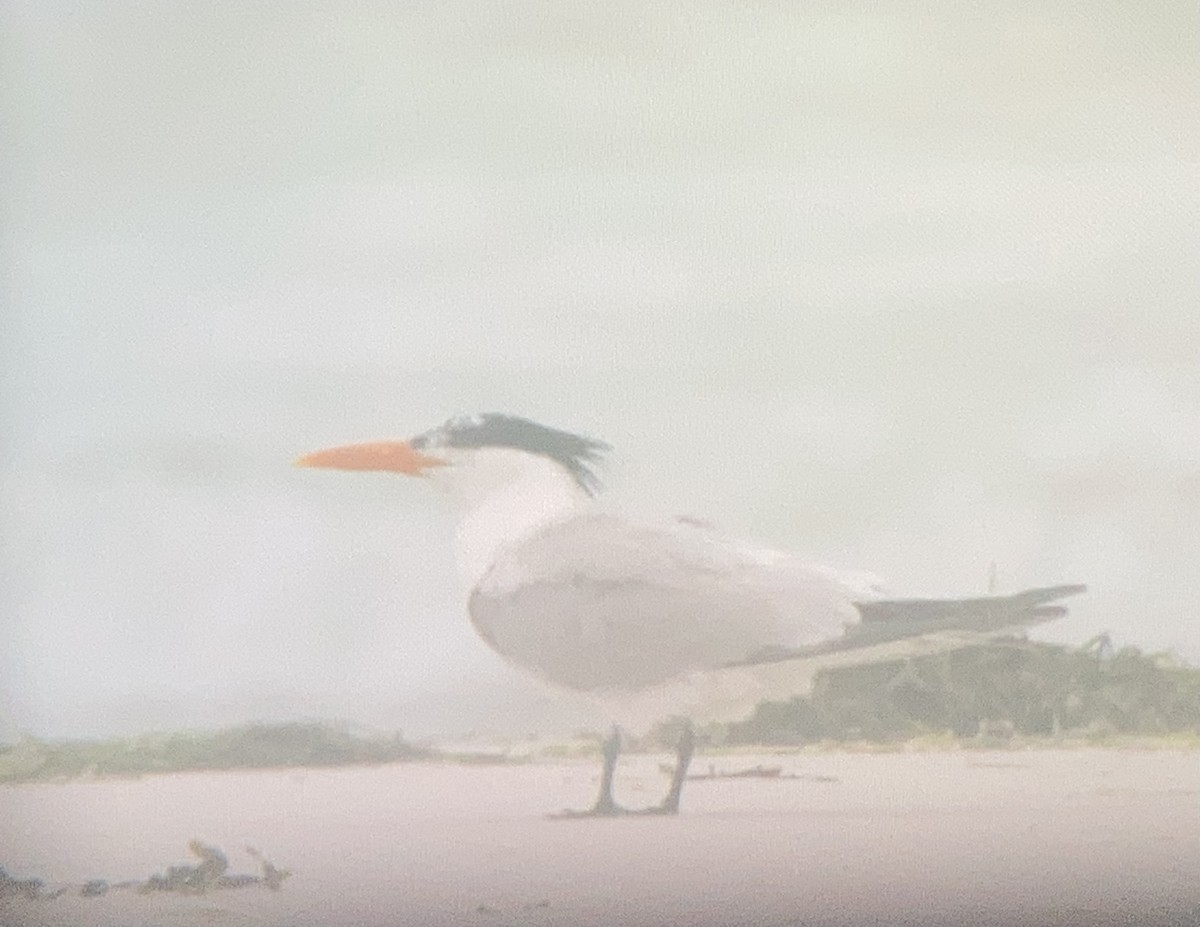 Royal Tern - ML637344806