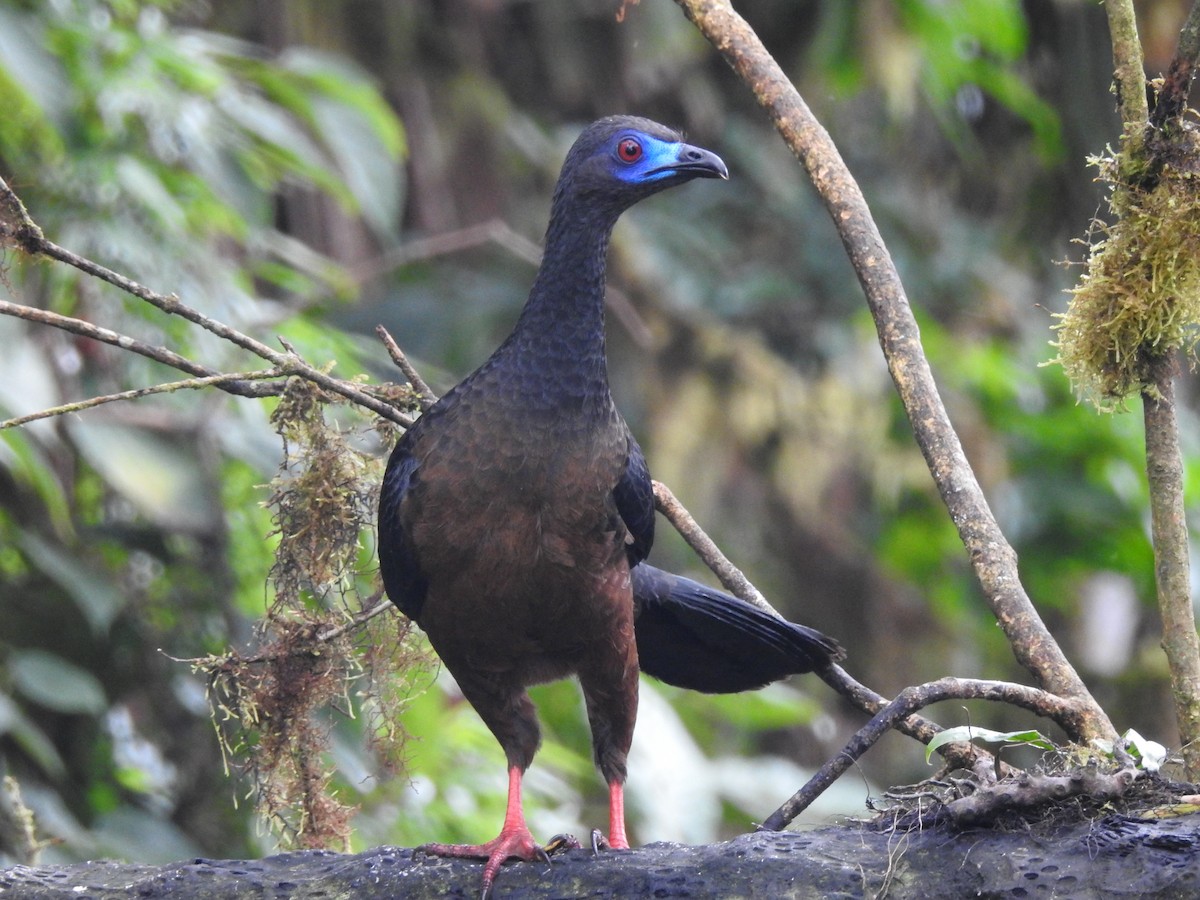 Sickle-winged Guan - ML637344813