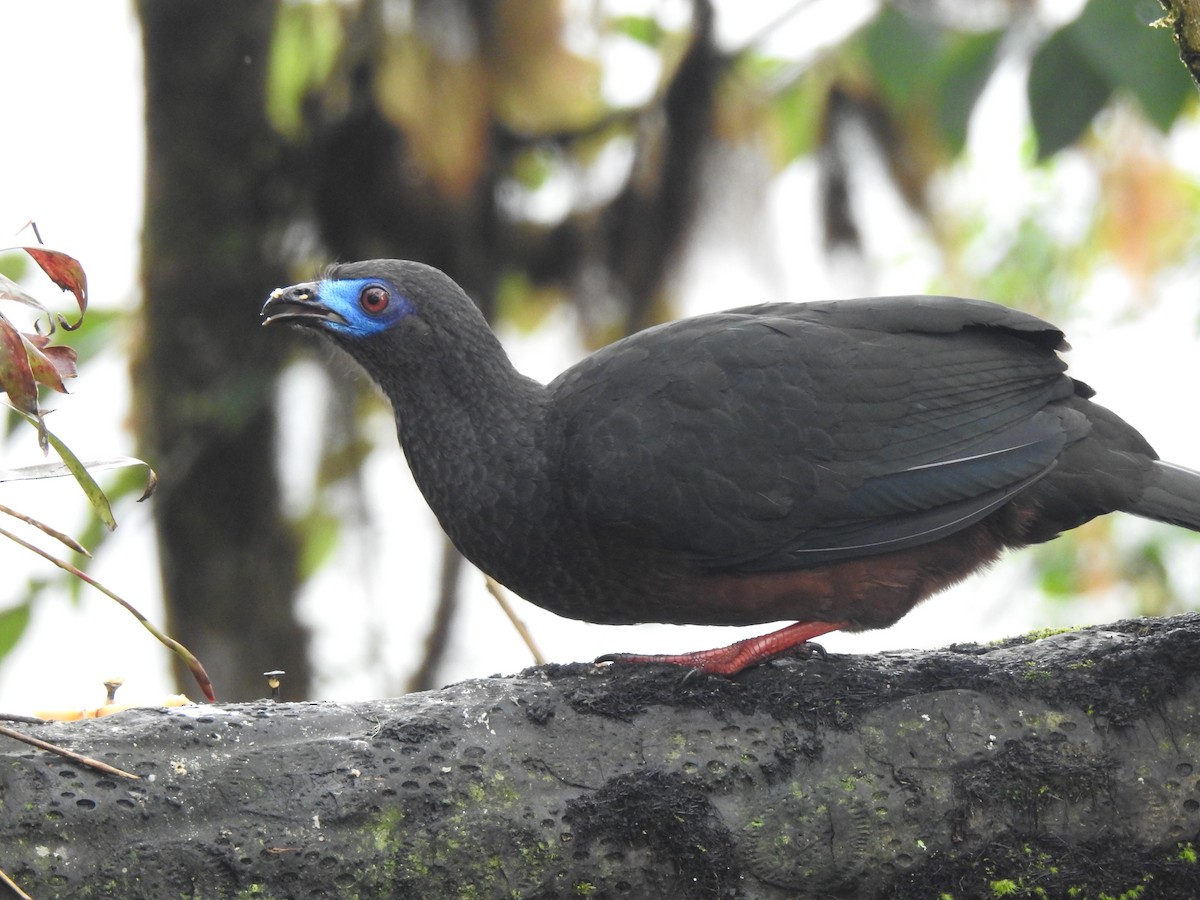 Sickle-winged Guan - ML637344816