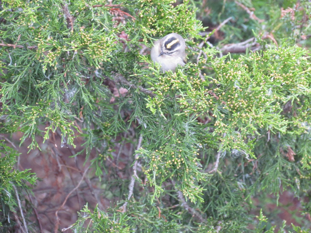 Golden-crowned Kinglet - ML637344834