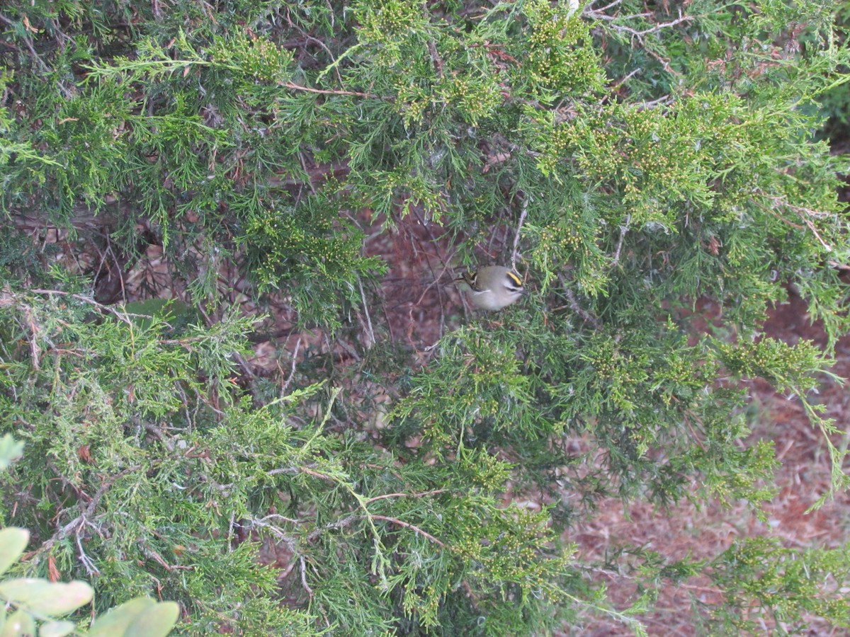 Golden-crowned Kinglet - ML637344835