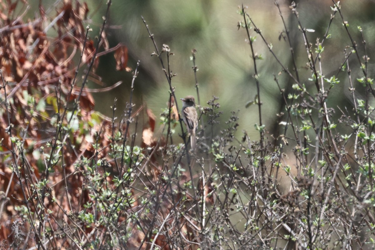 White-throated Flycatcher - ML637344895