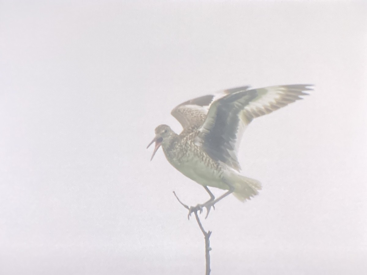 Willet - ML637345095