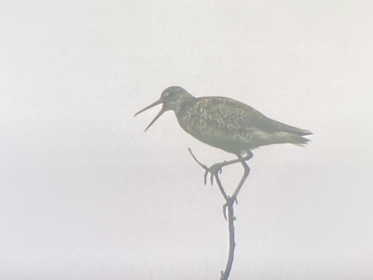 Willet - ML637345096