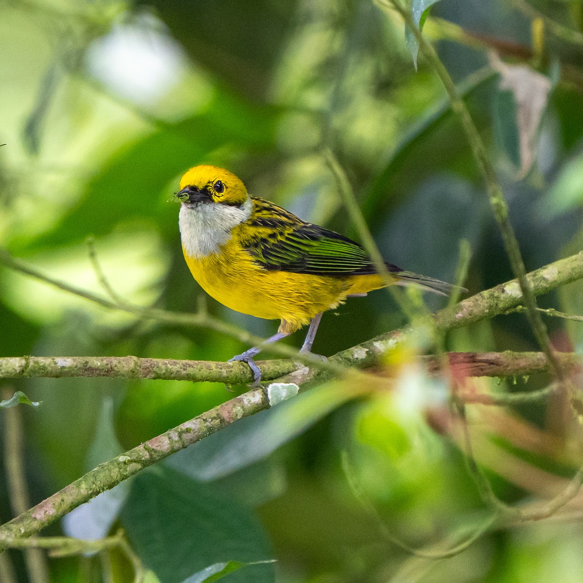 Silver-throated Tanager - ML637345172