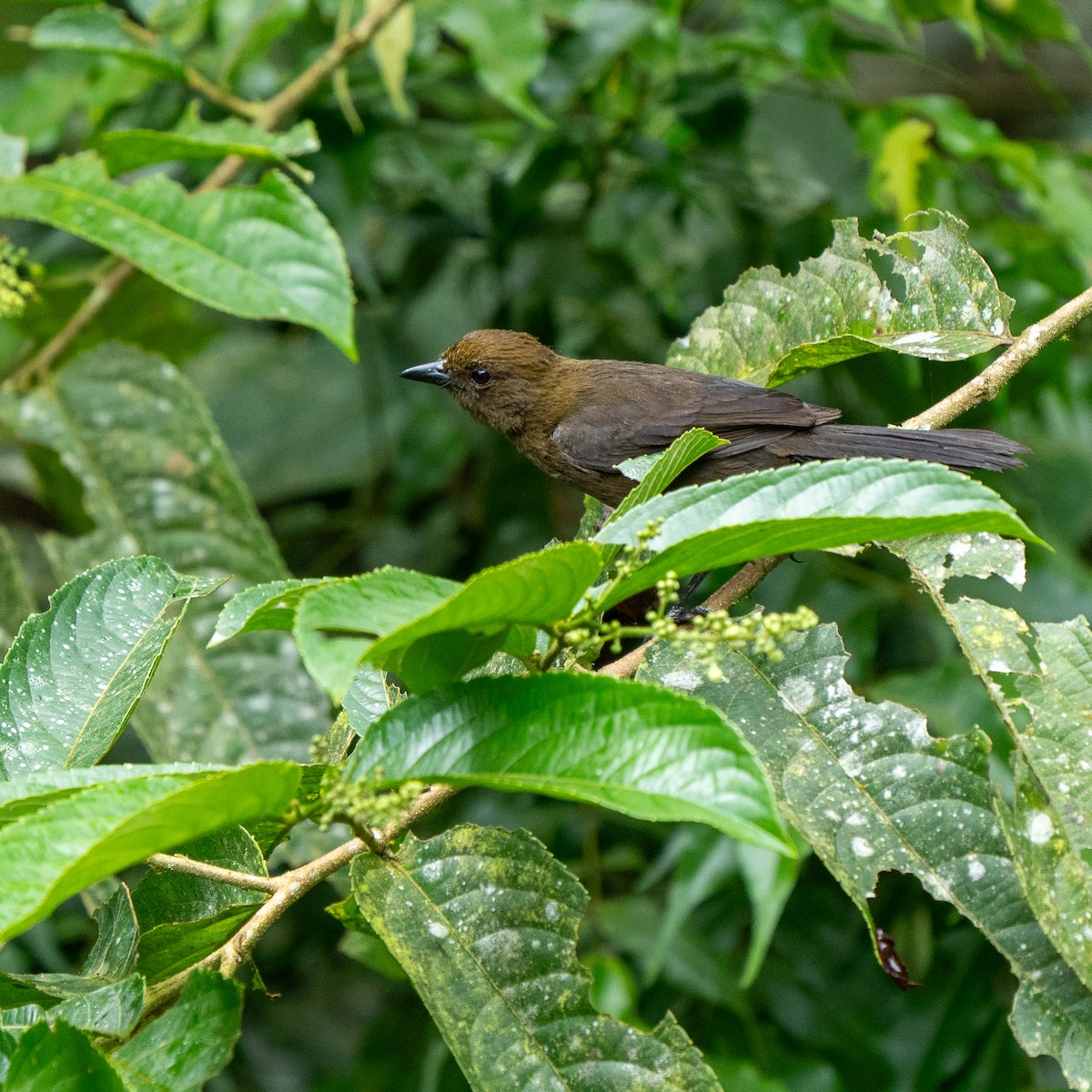 Tawny-crested Tanager - ML637345184