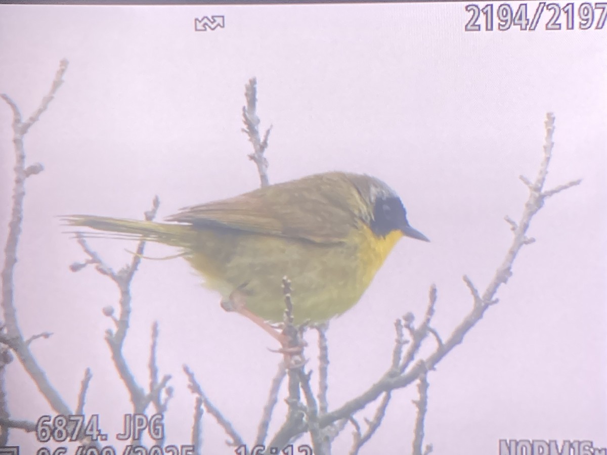 Common Yellowthroat - ML637345212