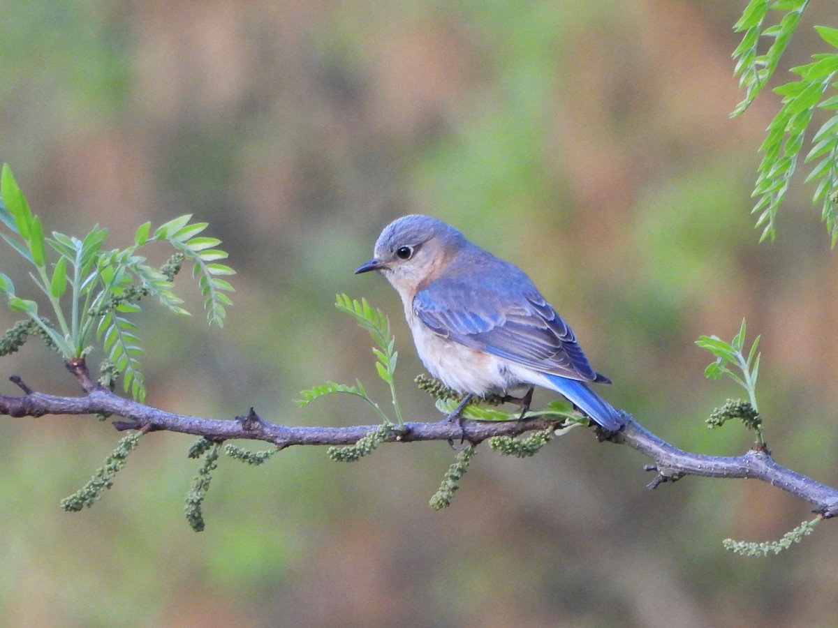Eastern Bluebird - ML637345231