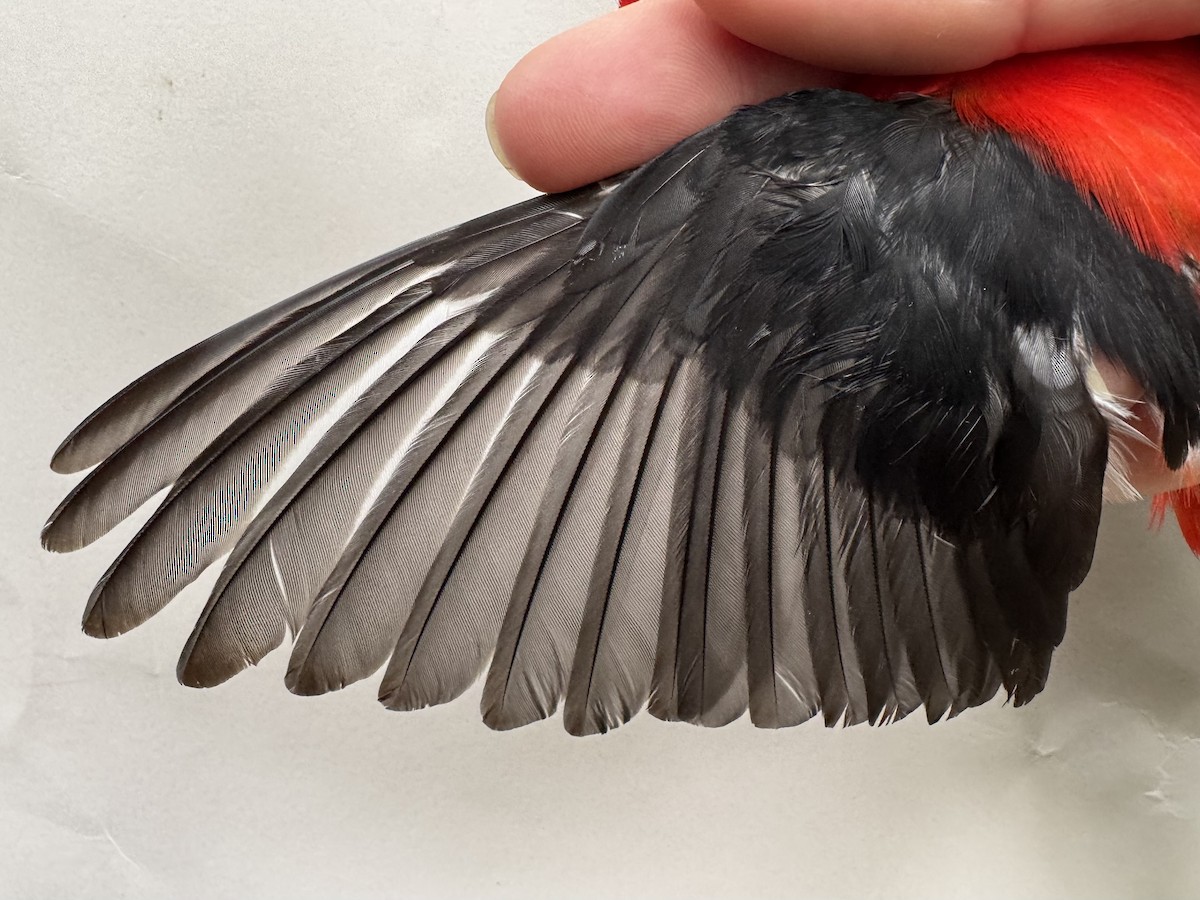 Scarlet Tanager - ML637345284