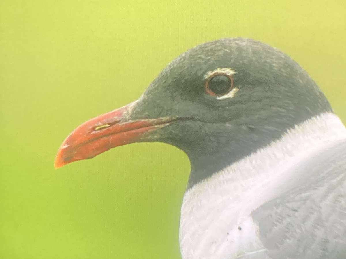 Laughing Gull - ML637345331