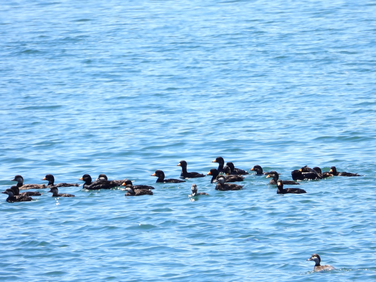 Black Scoter - ML637345335
