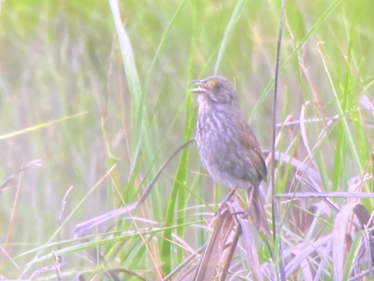 Seaside Sparrow - ML637345395