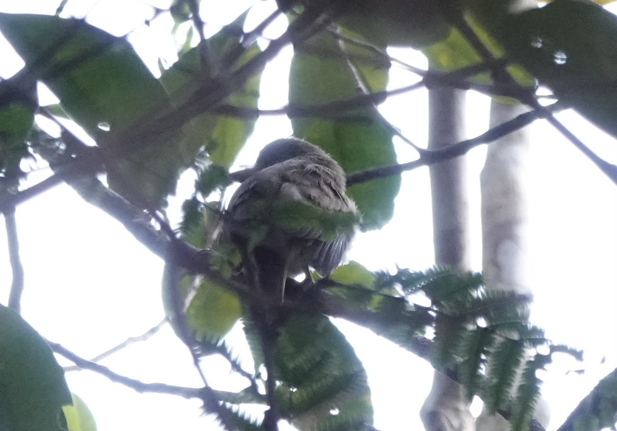 Fulvous-chinned Nunlet - ML637345418