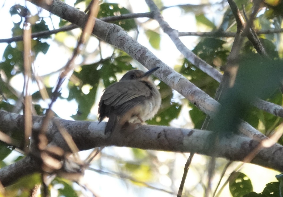 Fulvous-chinned Nunlet - ML637345419