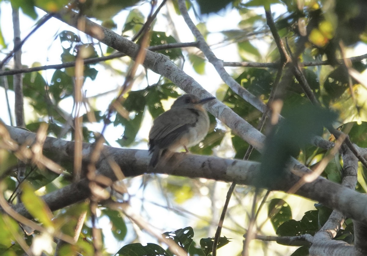 Fulvous-chinned Nunlet - ML637345420