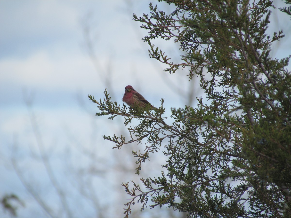 Purple Finch - ML637345434