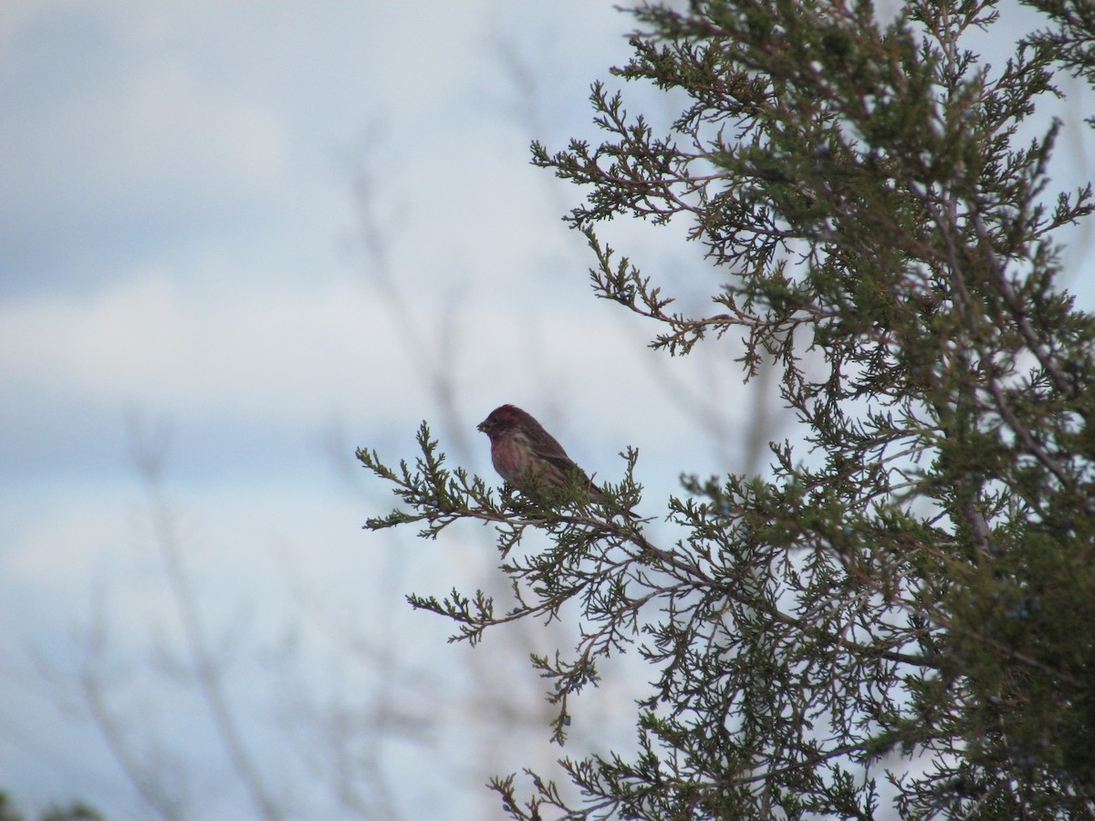 Purple Finch - ML637345435