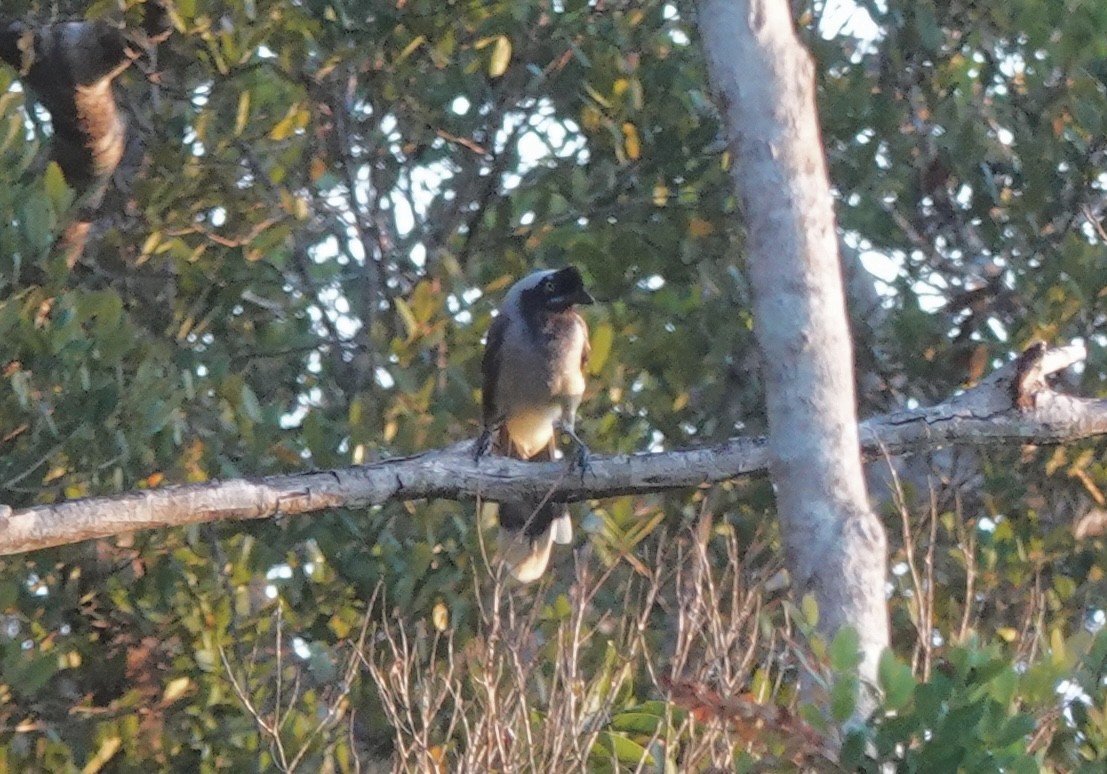 Azure-naped Jay (Campina) - ML637345438