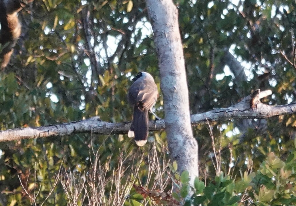 Azure-naped Jay (Campina) - ML637345439