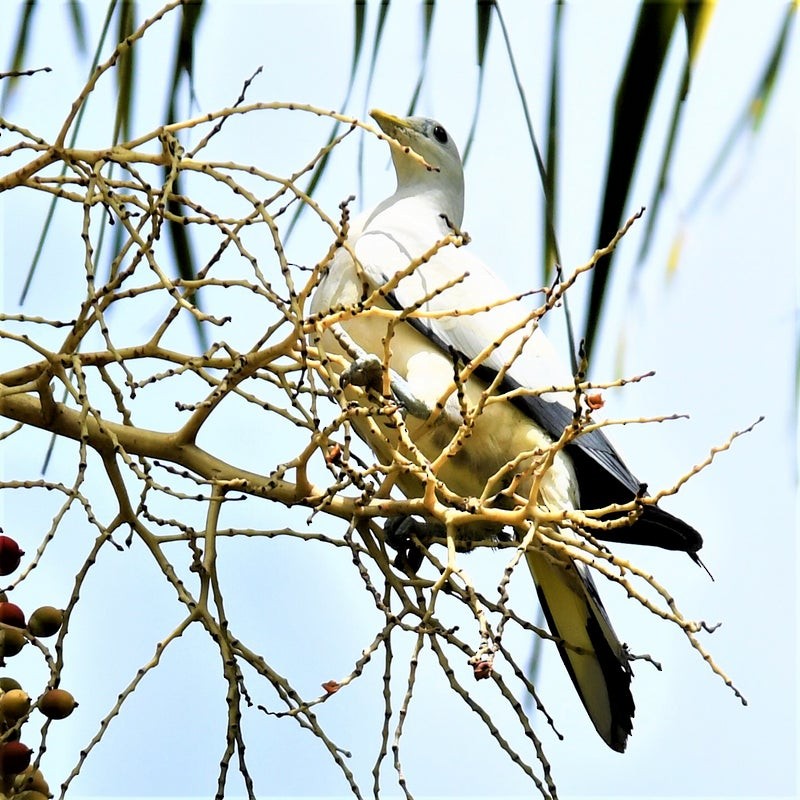 Torresian Imperial-Pigeon - ML637345461