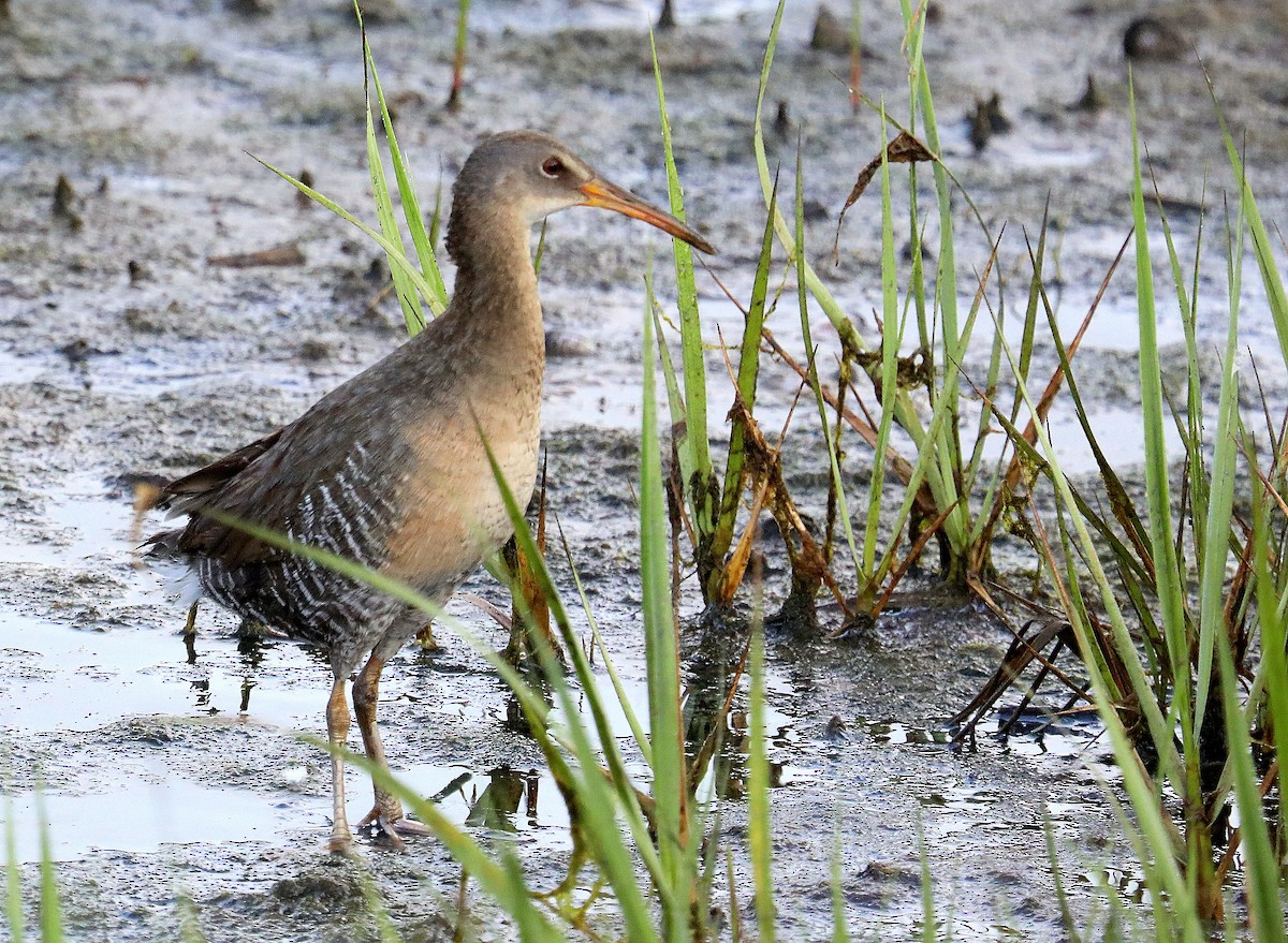 Clapper Rail - ML637345509