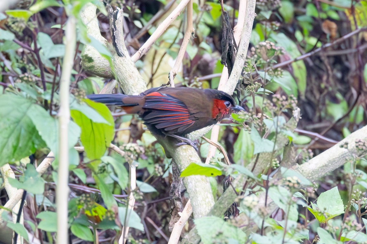 Garrulaxe à ailes rouges - ML637345526