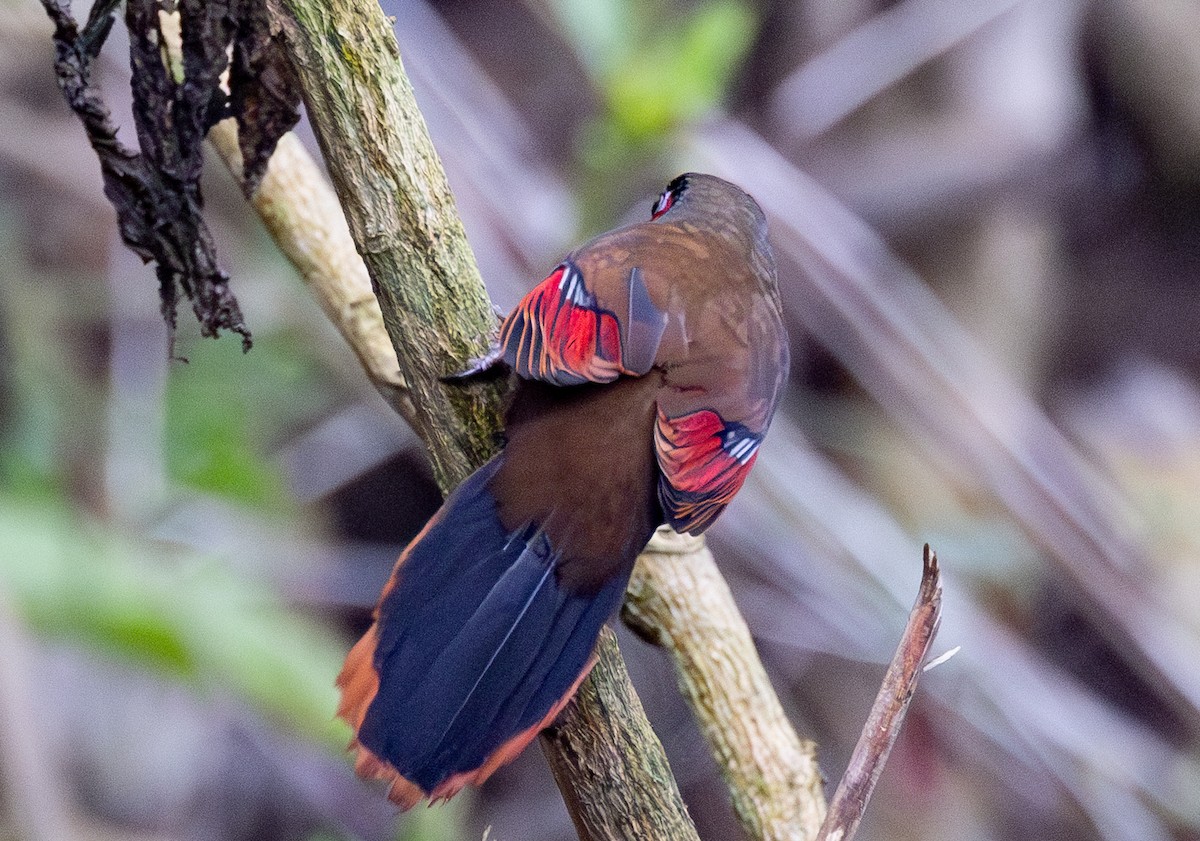 Garrulaxe à ailes rouges - ML637345527