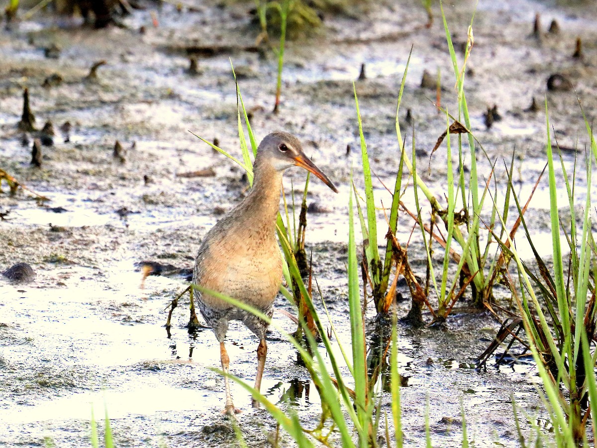 Clapper Rail - ML637345529